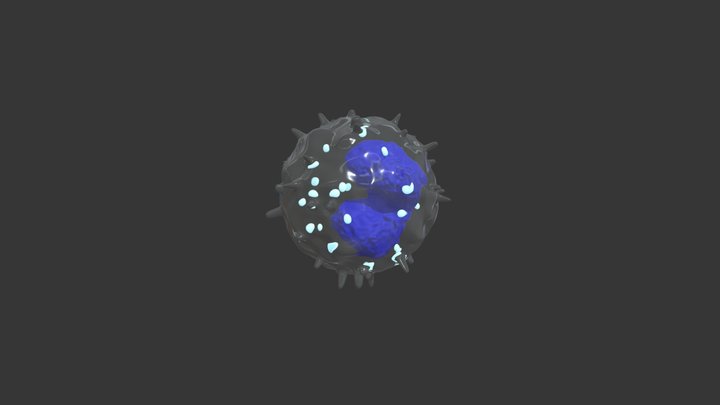 【Leukocyte】Basophil 3D Model