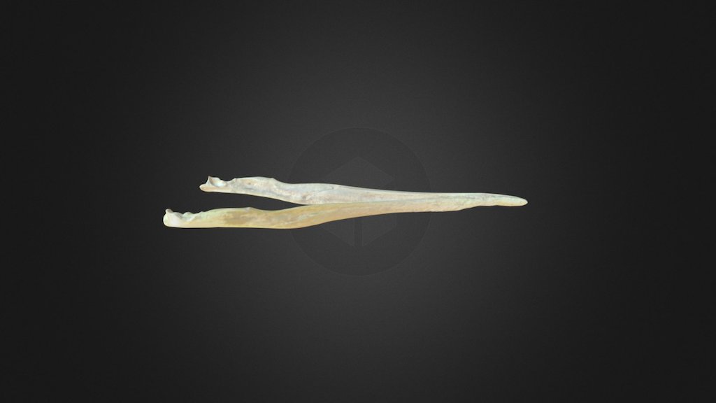 Phalacrocorax aristotelis, mandible