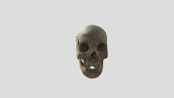 Human Skull FR30 3D Model