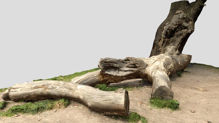 Photogrammetry Fallen Tree with a split branch 3D Model