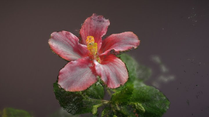 Hibiscus 3D Model
