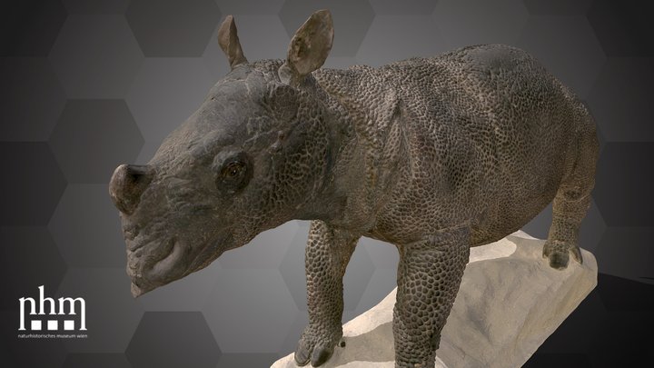 Javan Rhinoceros (NHMW-ZOO-MAMM-8198/ST319) – Kostenloses 3D-Modell STL