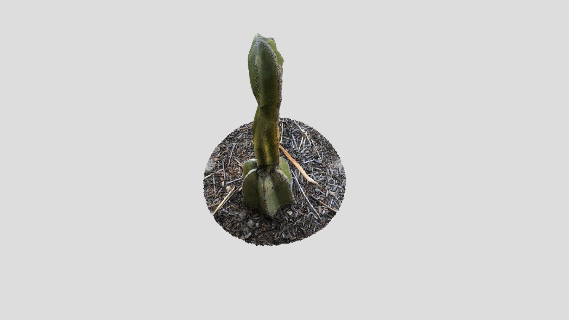 Cactus @ Culver City