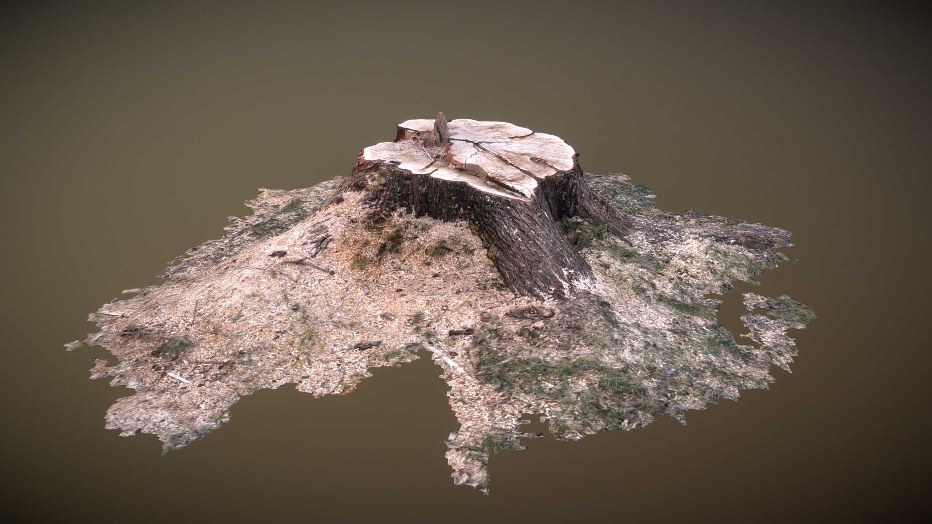 Tree Stump
