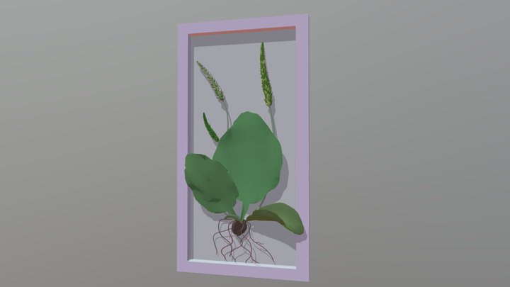 Plantago 3D Model