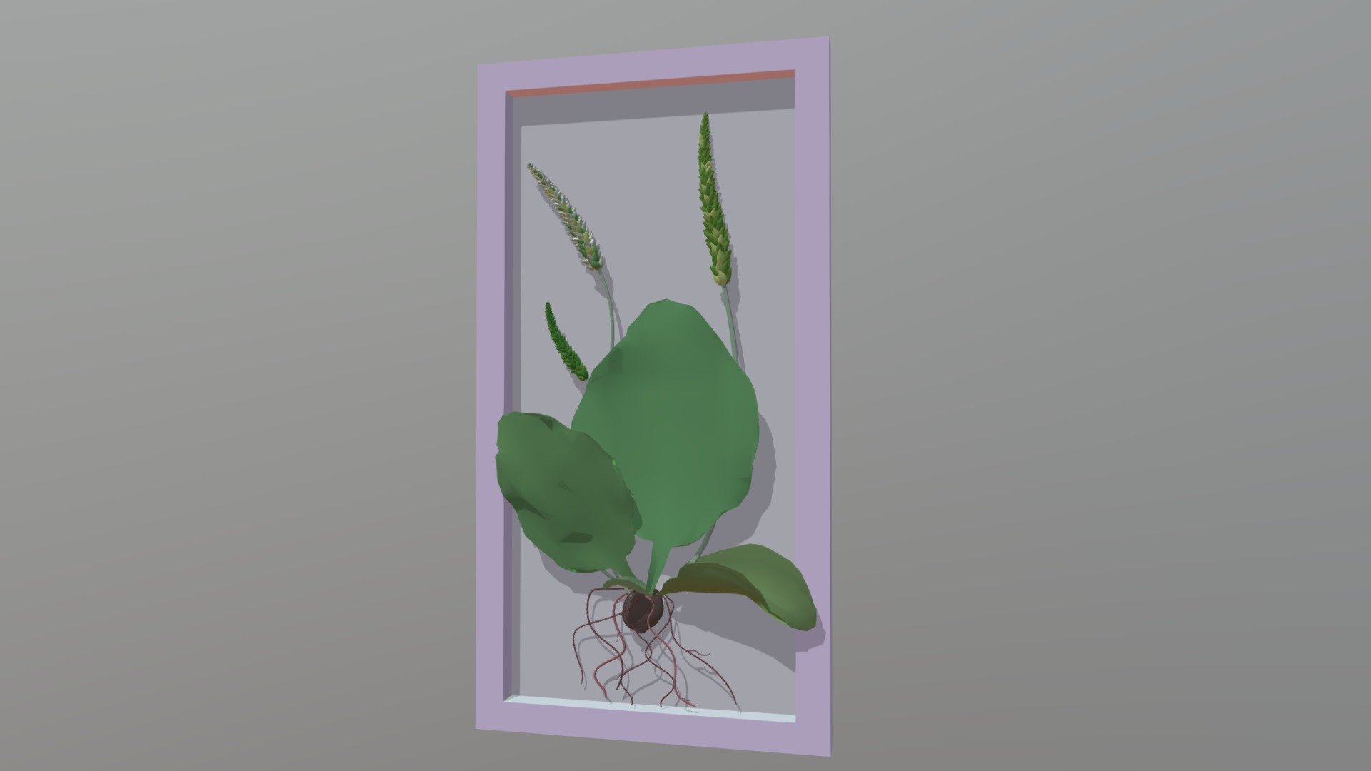 Plantago