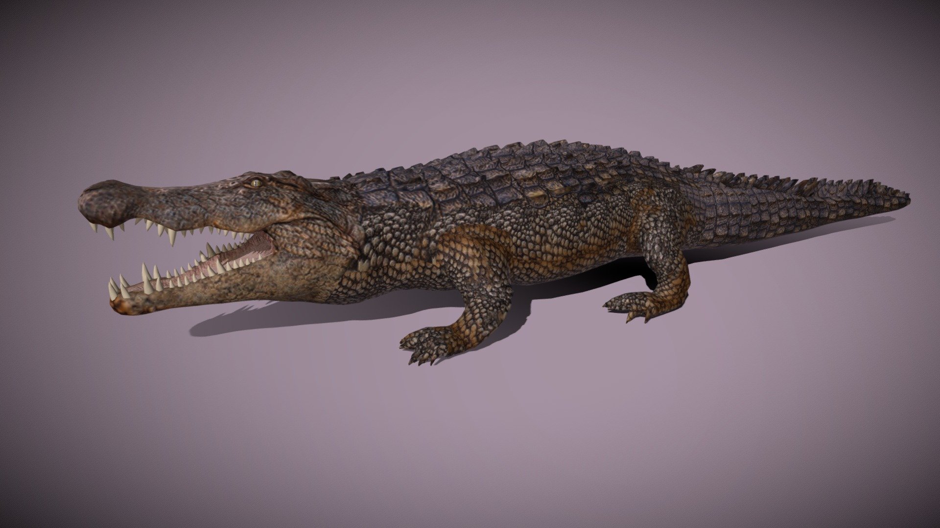 Aligator - Buy Royalty Free 3d Model By Pinotoon [b5c7d55] - Sketchfab 