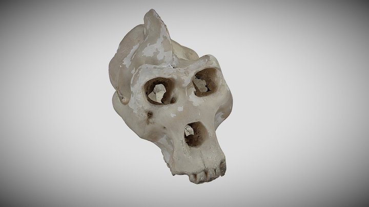 Gorilla Skull - 3D Scan 3D Model