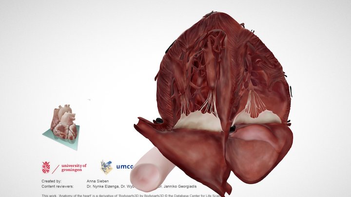Cardiac Anatomy: Other Half Apical 4 Chamber – Kostenloses 3D-Modell STL