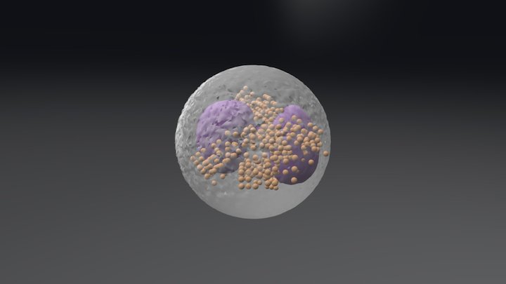 Eosinophilic leukocyte 3D Model