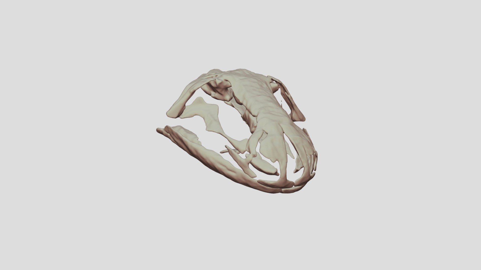 Skull of Ambystoma mexicanum