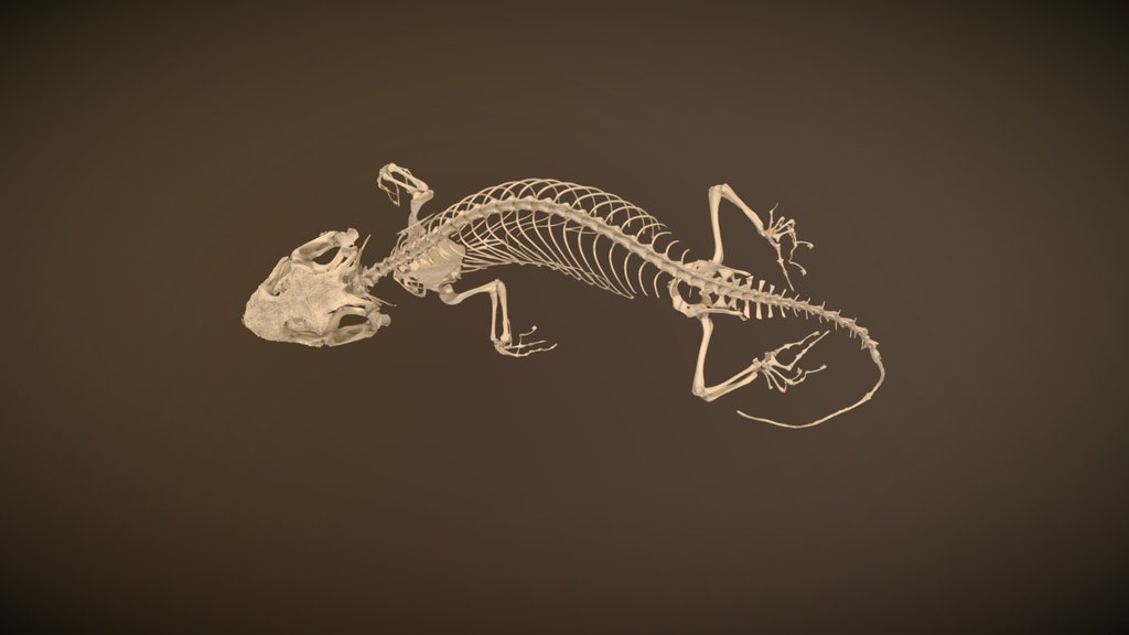 Vertebrate Anatomy - Skeletons - A 3D model collection by Blackburn Lab