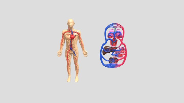 Fisiología del sistema circulatorio 3D Model