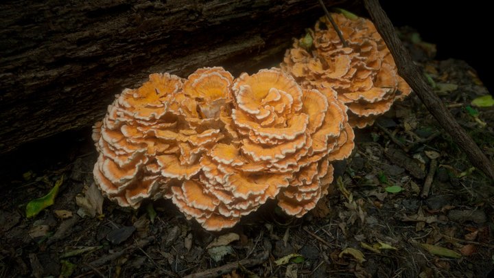 Laetiporus "Chicken of The Woods" Mushroom Fungi 3D Model