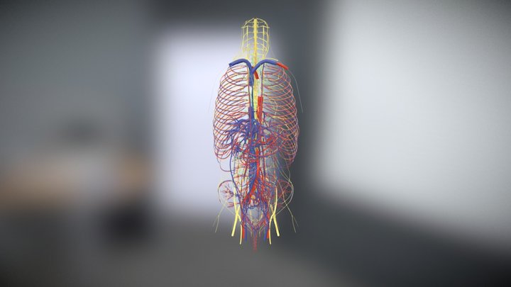 Arteries, Veins, Nerves, and Lymphatics 3D Model