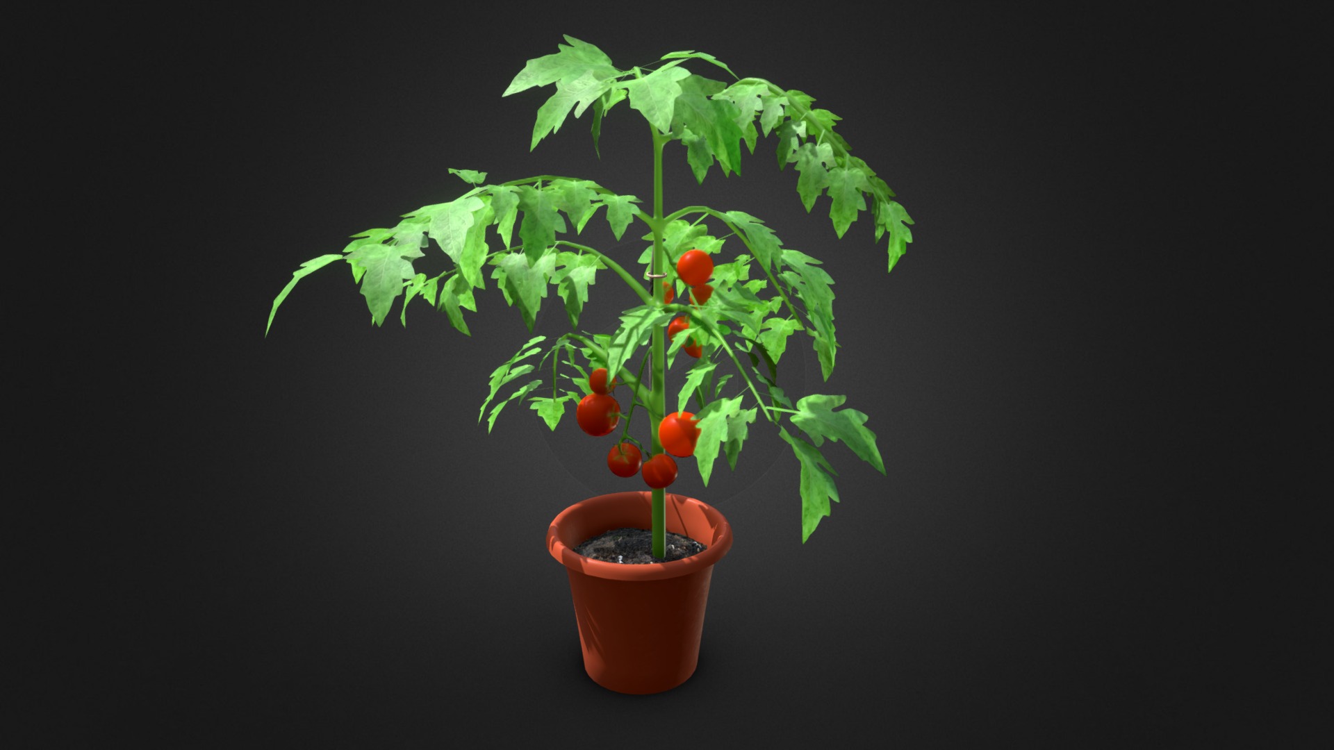 3D model Tomato Plant - This is a 3D model of the Tomato Plant. The 3D model is about a plant in a pot.