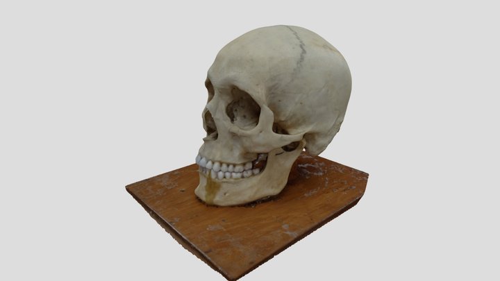 Cráneo Masculino 3D Model