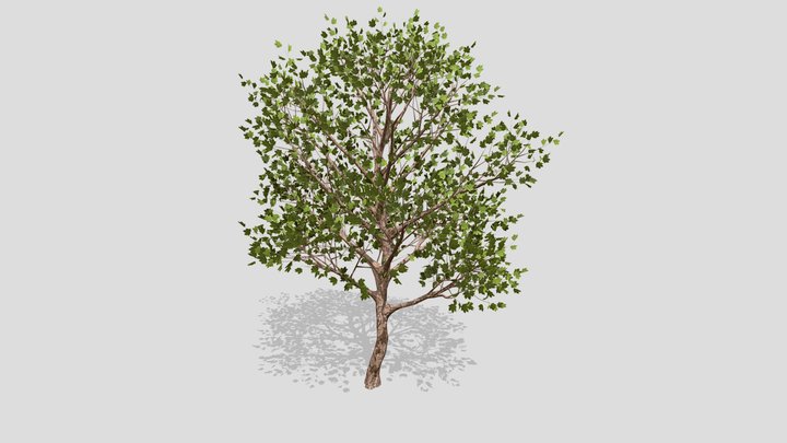 Maple Tree – Modello 3D gratuito STL