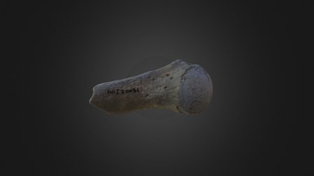 Humerus01 3D Model