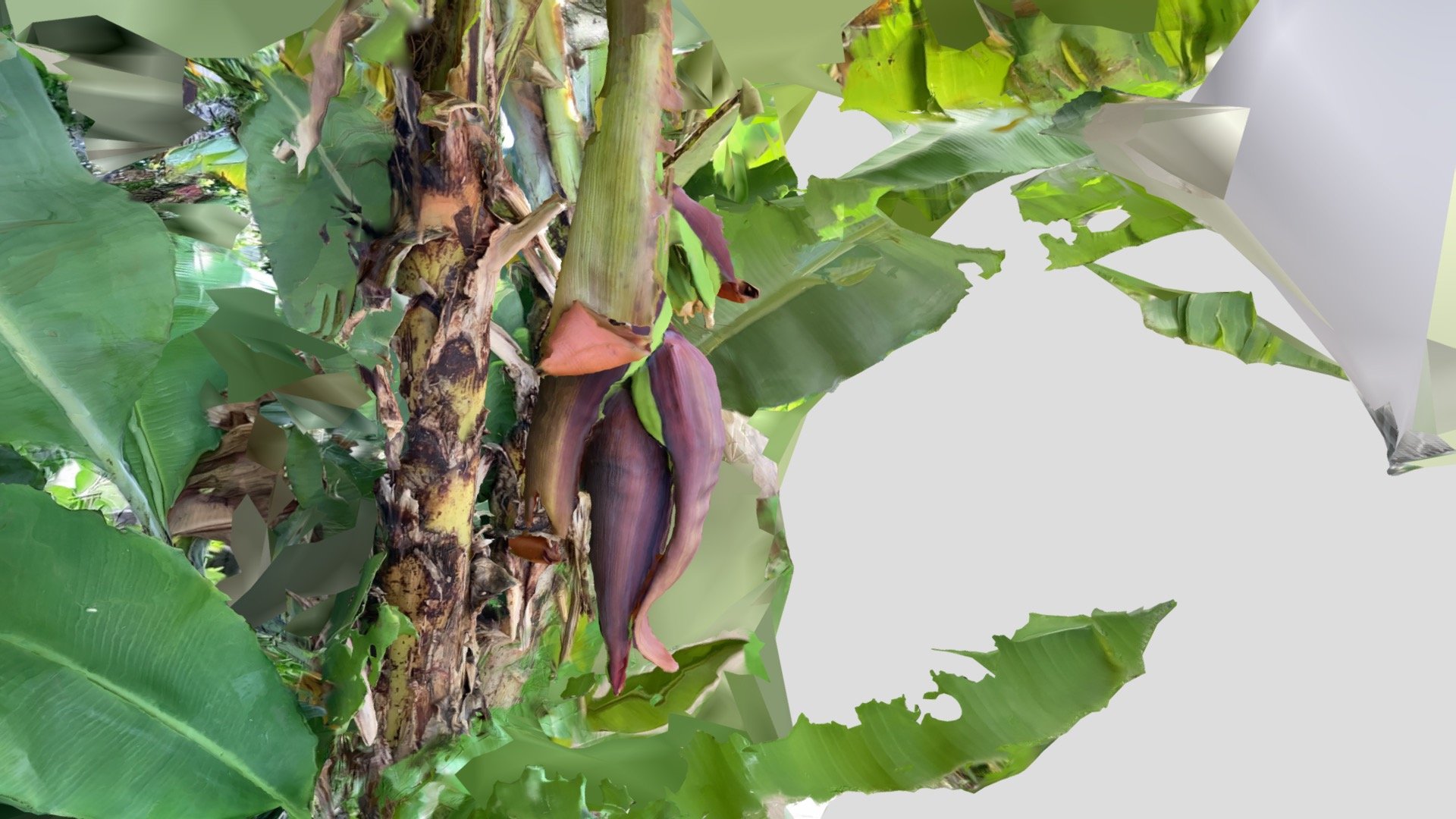 banana(RealityScan)
