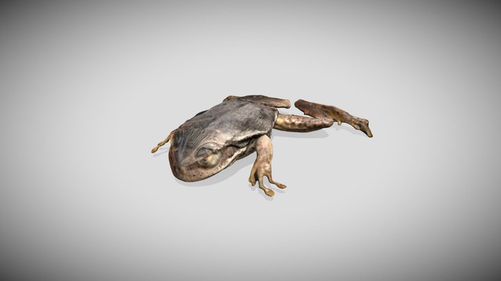 rana_extra_scan 3D Model
