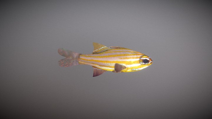 Cardinalfish 3D Model