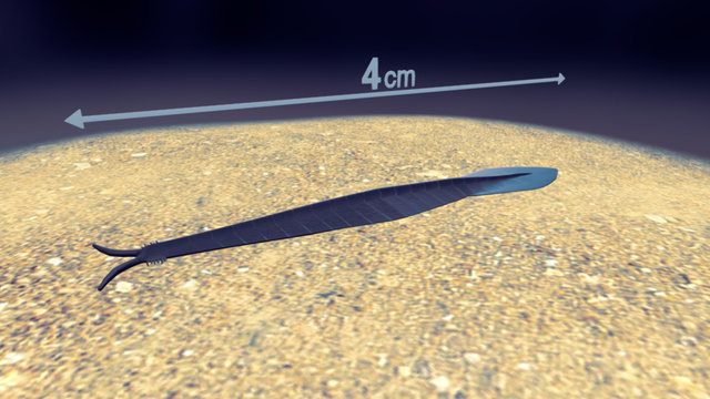Faune de Burgess (-528 à -510 Ma) : Pikaia 3D Model