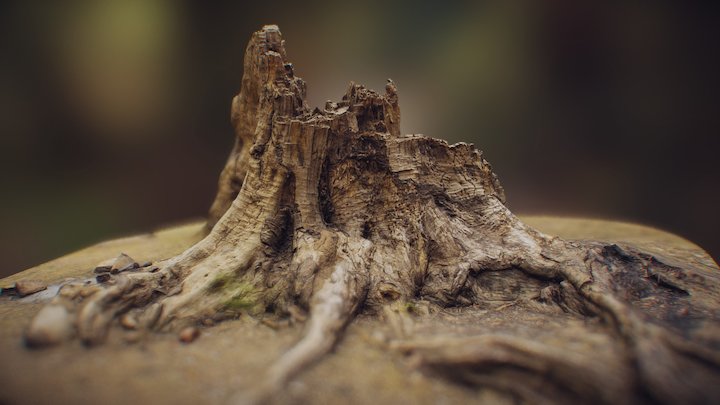 Old Tree Stump 5 3D Model