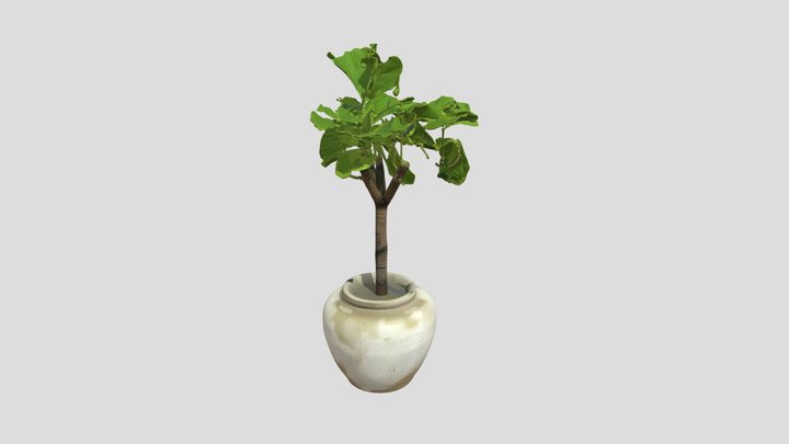 Potted fiddle leaf fig tree 3D Model