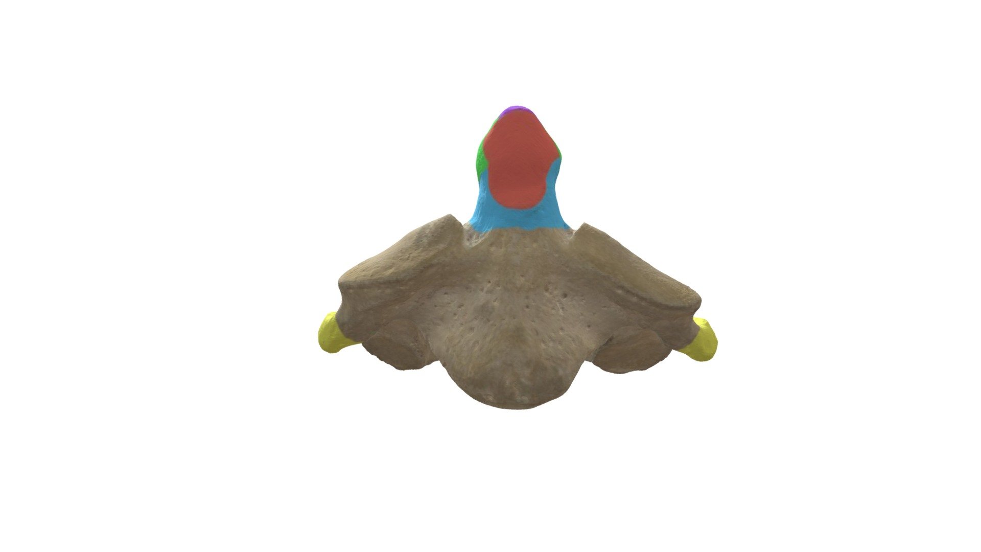 C2 - Painted - 3D model by Universiteit Antwerpen (@marjanmaldoy ...