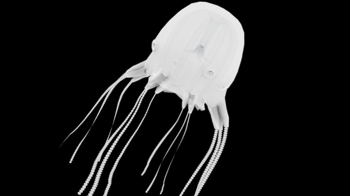 Box Jellyfish (Cubomedusae) – Modello 3D gratuito STL