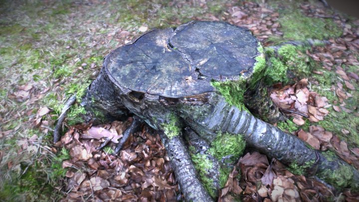 Tree Stump: Photogrammetry 3D Model