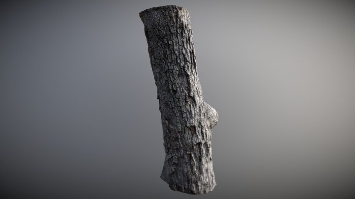 Photoscanned Oak Tree Trunk 01 – Modello 3D gratuito STL