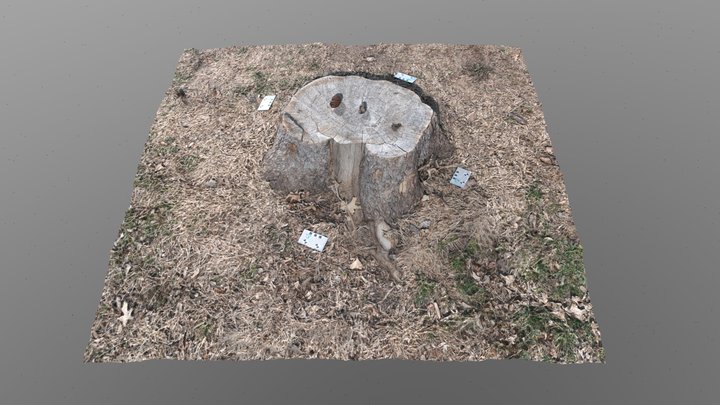 Tree Stump 3D Model