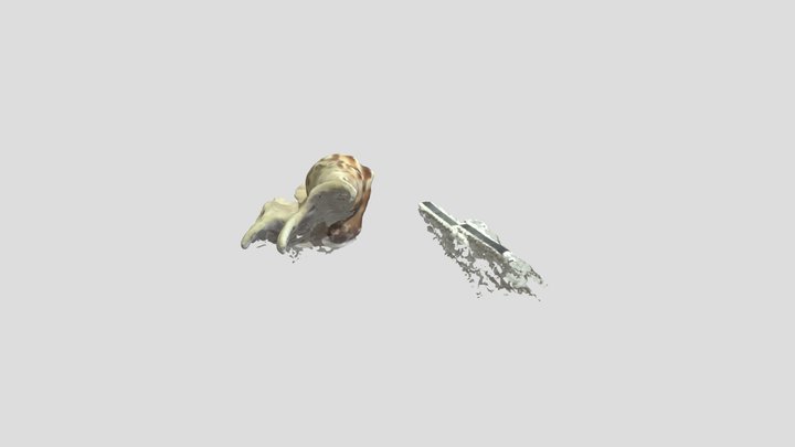 Caracola 3D Model