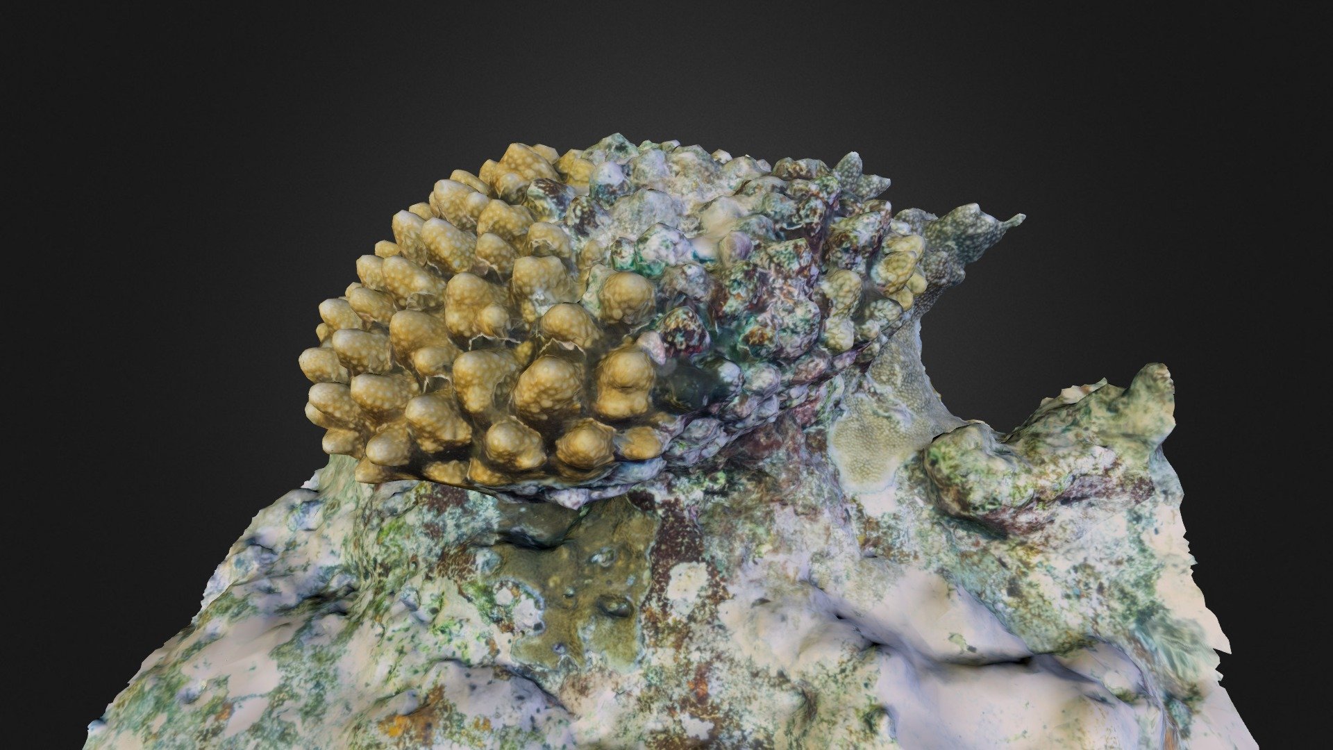 Dead coral tissue