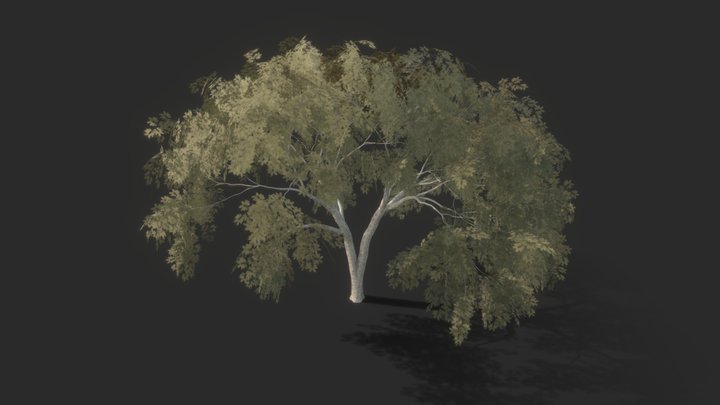 Tree_Enterolobium-biforked-var0 3D Model
