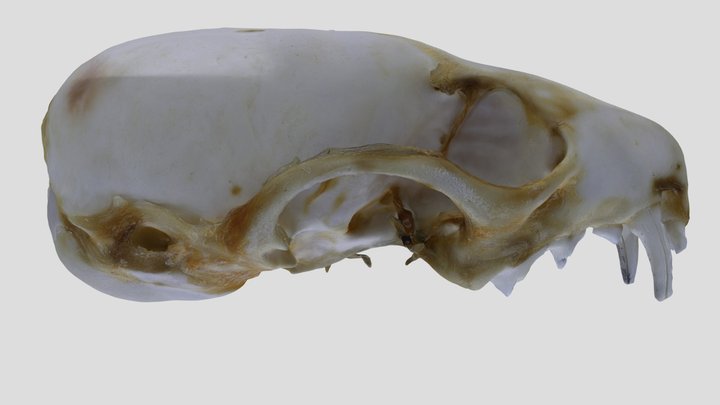 UWYMV:Mamm:3984, Mustela frenata, Crania – Kostenloses 3D-Modell STL
