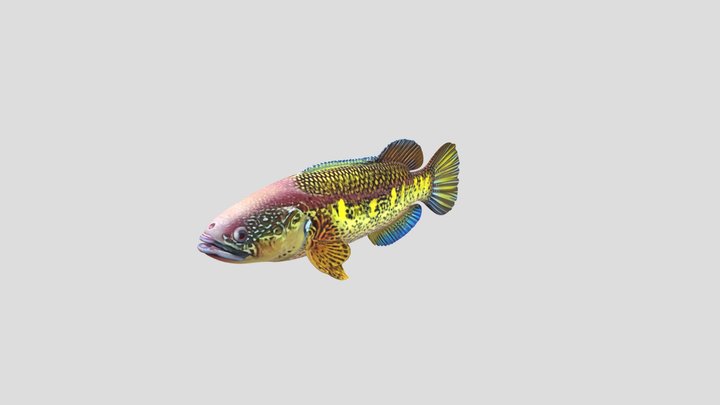 Giant Snakehead (Channa Micropeltes) – Modello 3D gratuito STL