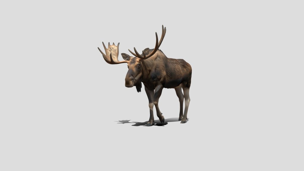 Majestic Moose