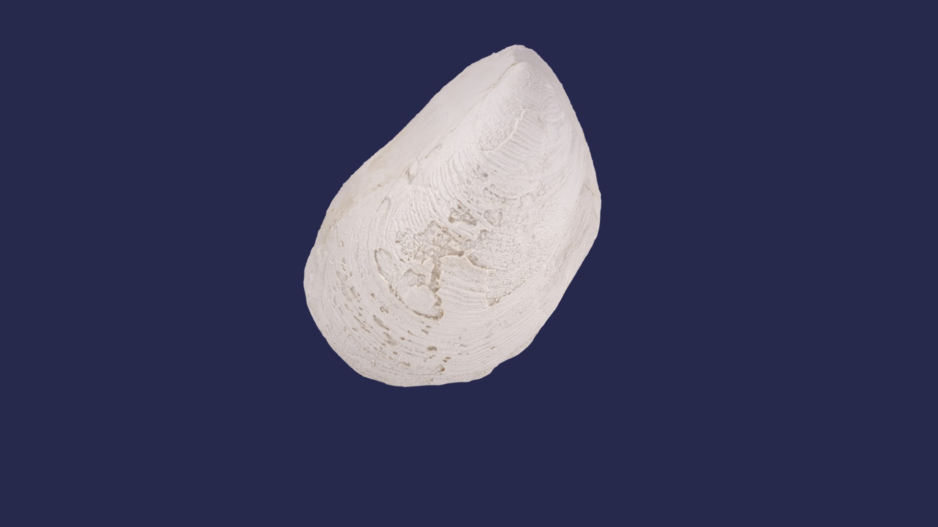 3D model Inoceramus prefragilis 105151 holotype - This is a 3D model of the Inoceramus prefragilis 105151 holotype. The 3D model is about a close-up of the moon.
