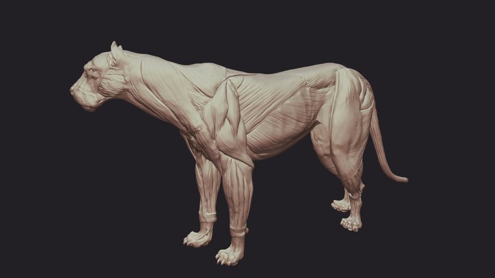 Lion Anatomy 3D Model