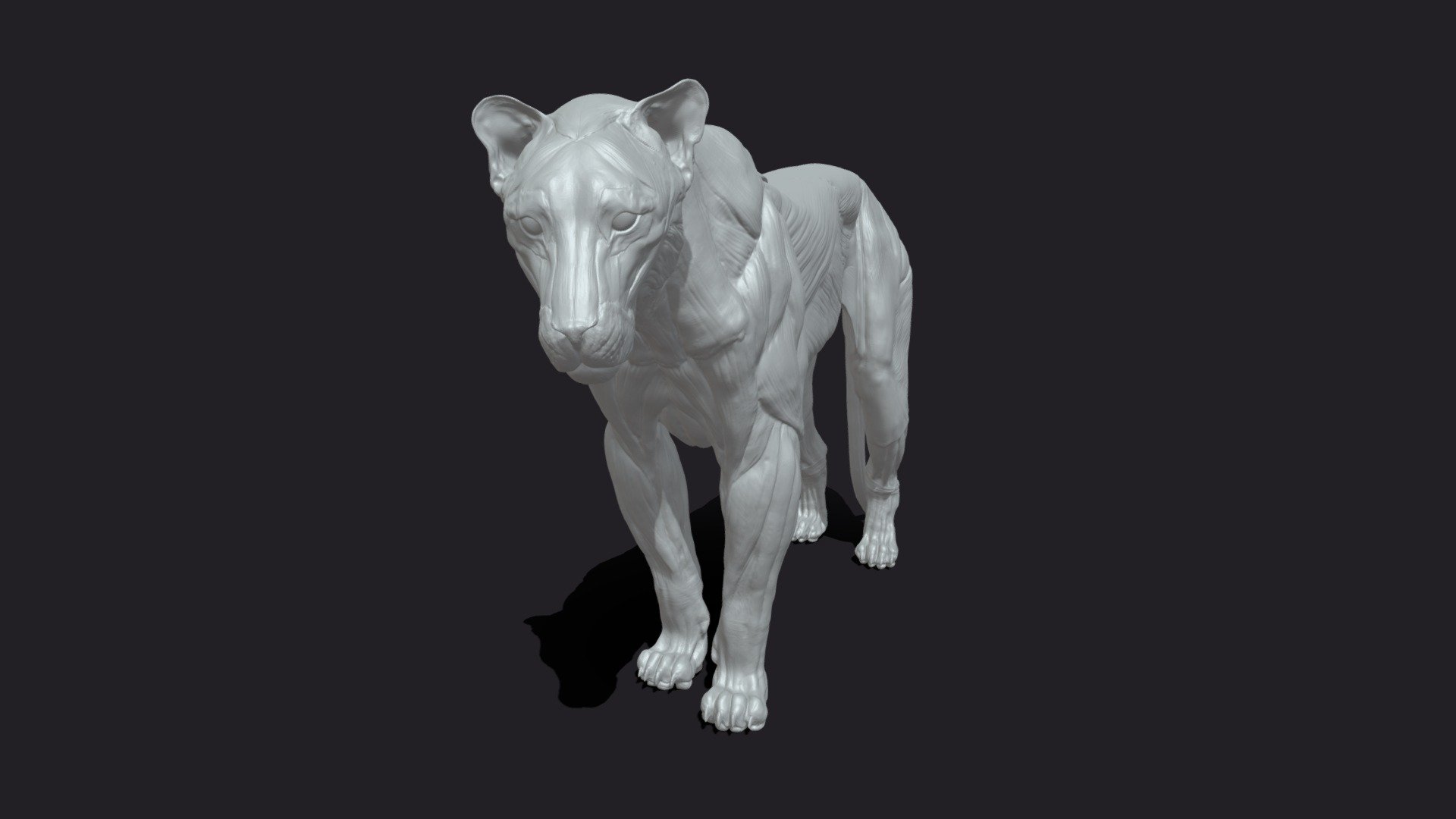 Lion Anatomy - 3D model by SA Anatomy (@saanatomy) [b61cff6] - Sketchfab