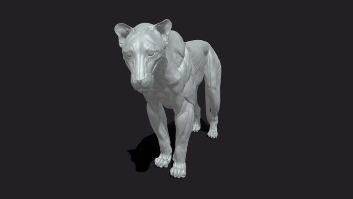 Lion Anatomy 3D Model