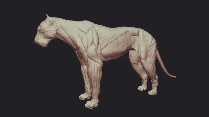 Lion Anatomy 3D Model