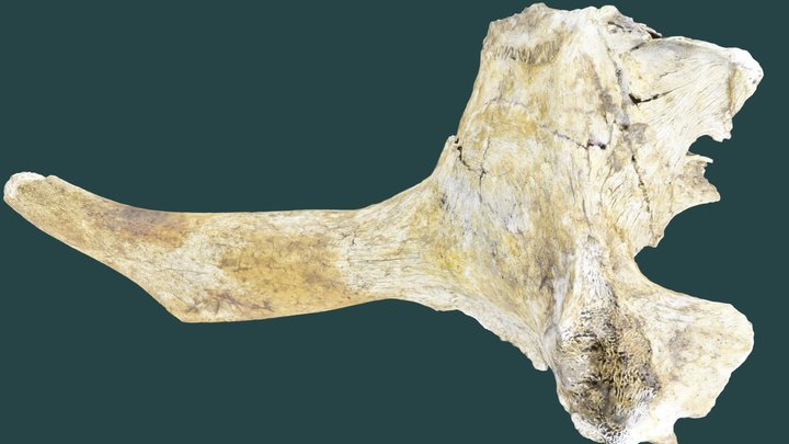 Published_ABDSP_4270_0_V_13644_1_Antilocapra 3D Model