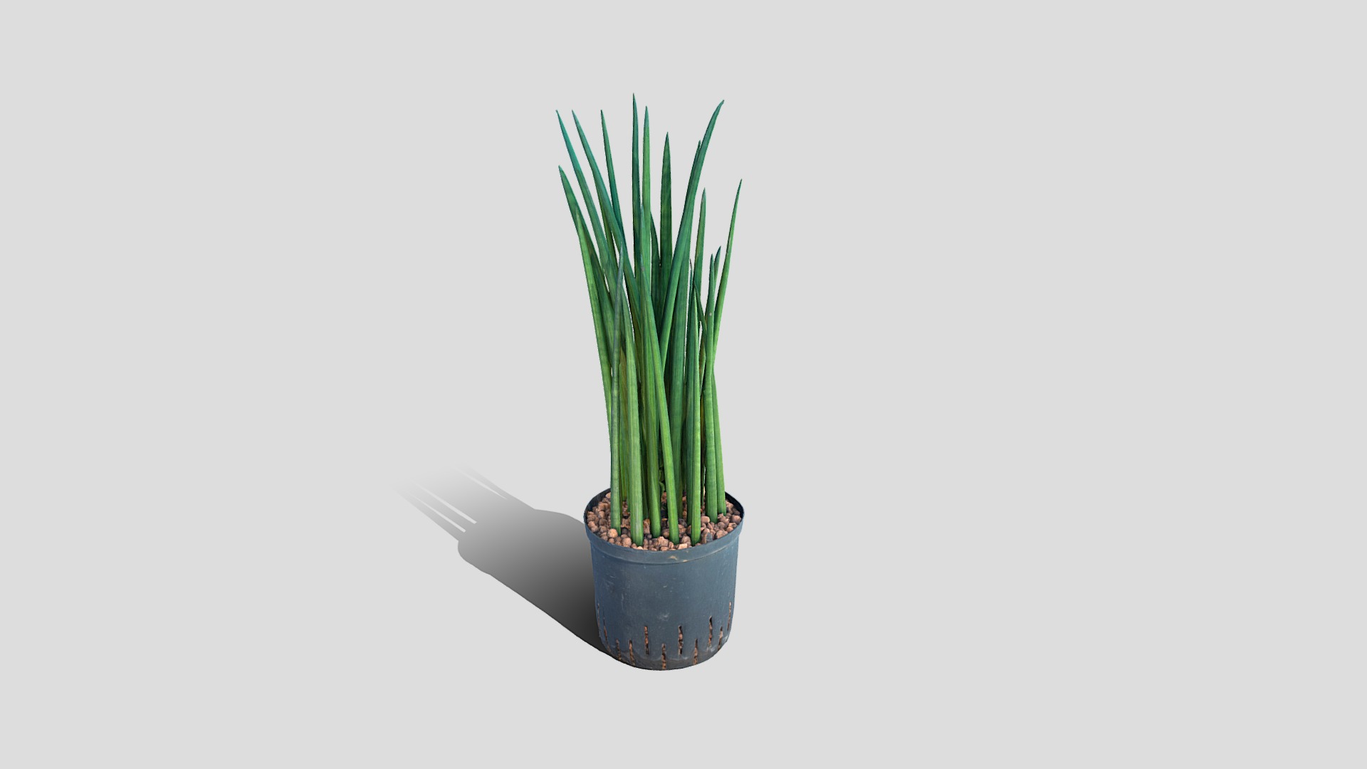 3D model 000027_Sansevieria Spikes - This is a 3D model of the 000027_Sansevieria Spikes. The 3D model is about a potted plant on a white background.