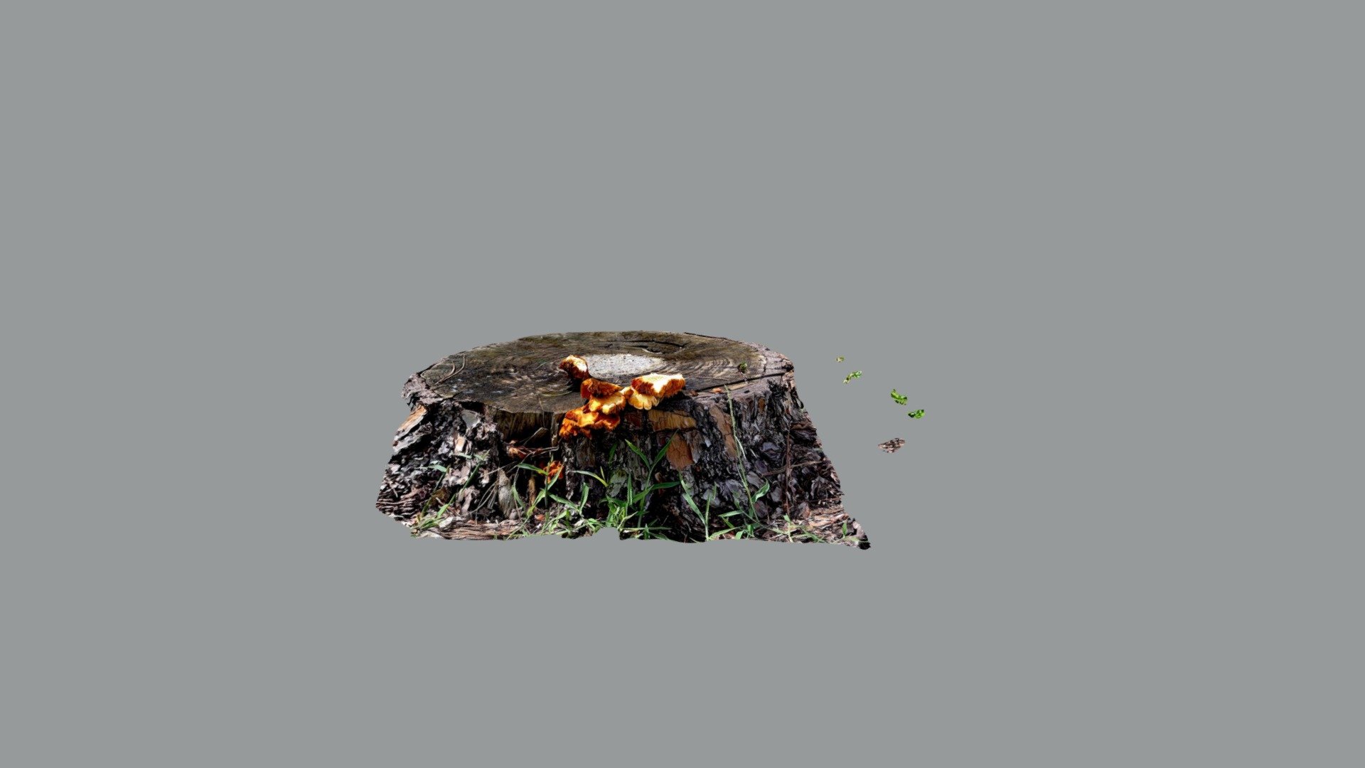 Pine Stump Fungi pt 2
