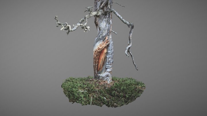 Bark peeling, a part of the Sámi culture. 3D Model