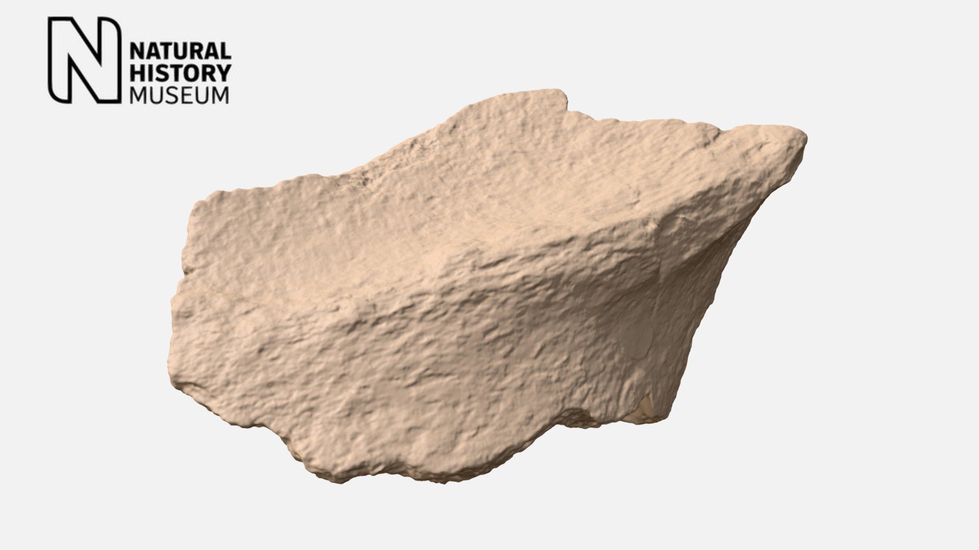 Macrauchenia patachonica - pelvis fragment